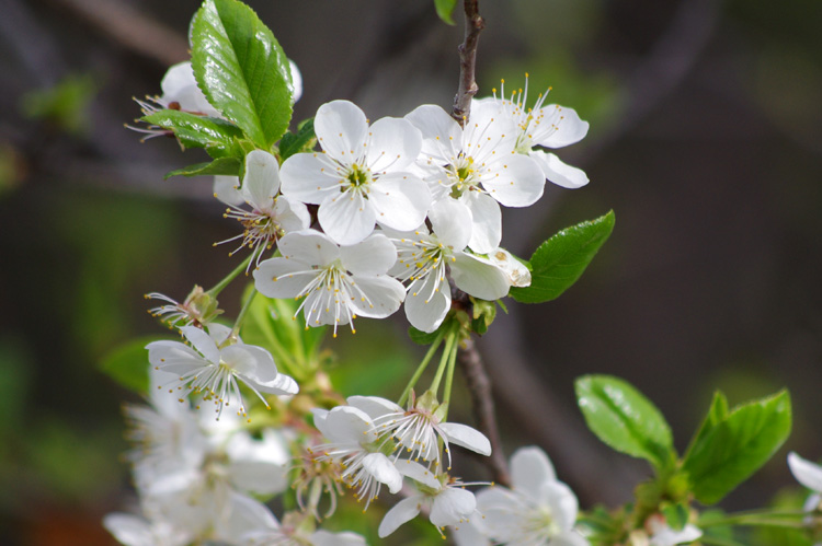 Wild cherries from Taos, New Mexico