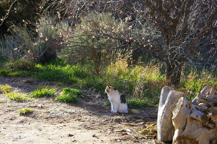 cat, grass, and apricot blossoms in Taos, New Mexico