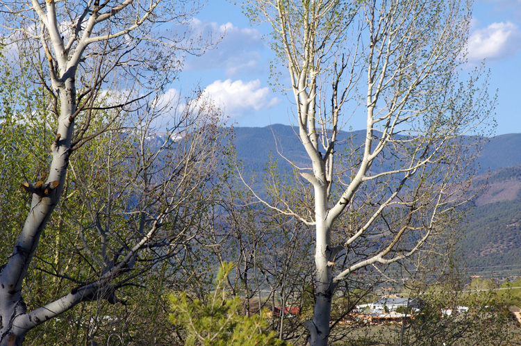 aspens in spring colors near Taos, NM