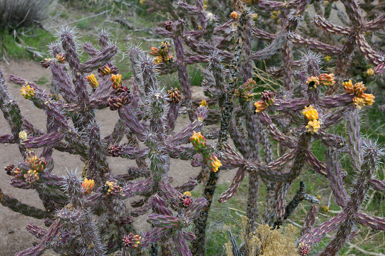 Cholla cactus at Tsankawi near White Rock, New Mexico