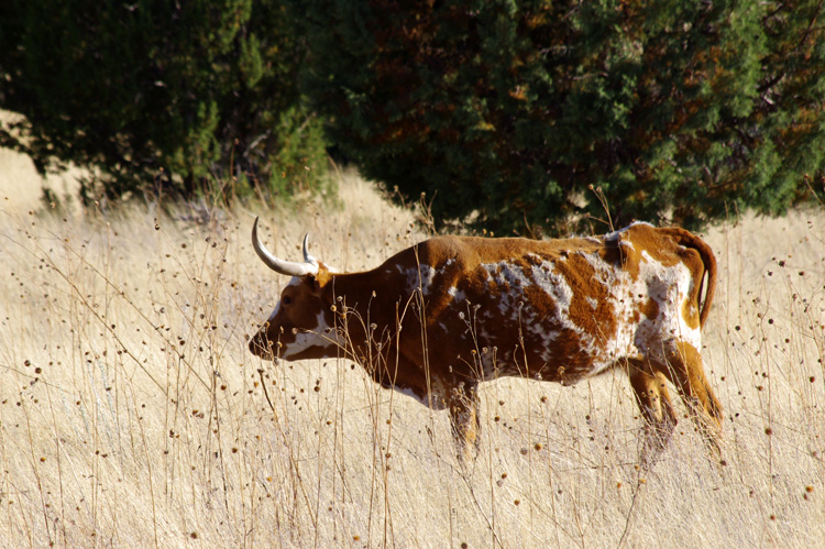 a longhorn steer in western New Mexico