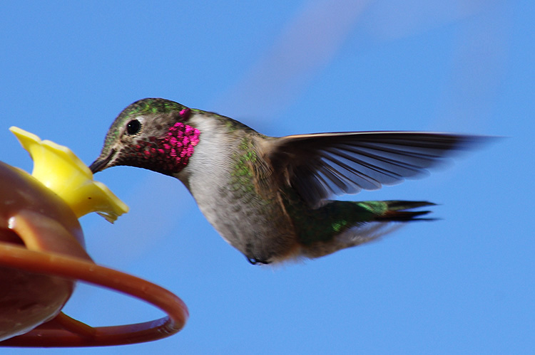 Black-chinned hummingbird (male)