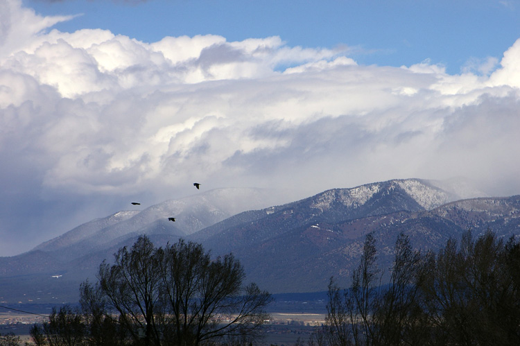 Ravens flying past the Sangre de Cristos mountains near Taos, New Mexico