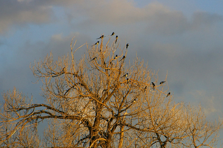 Magpies getting ready to fly up to the canyons and roost.