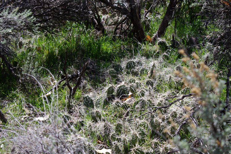 Cactus in backyard, Taos, New Mexico