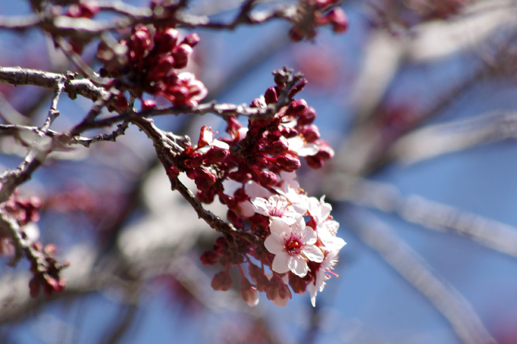 Japanese plums at Easter in Taos, NM