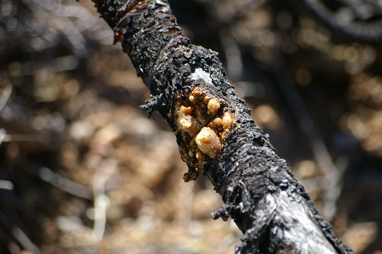 crystallized piñon sap, Taos New Mexico