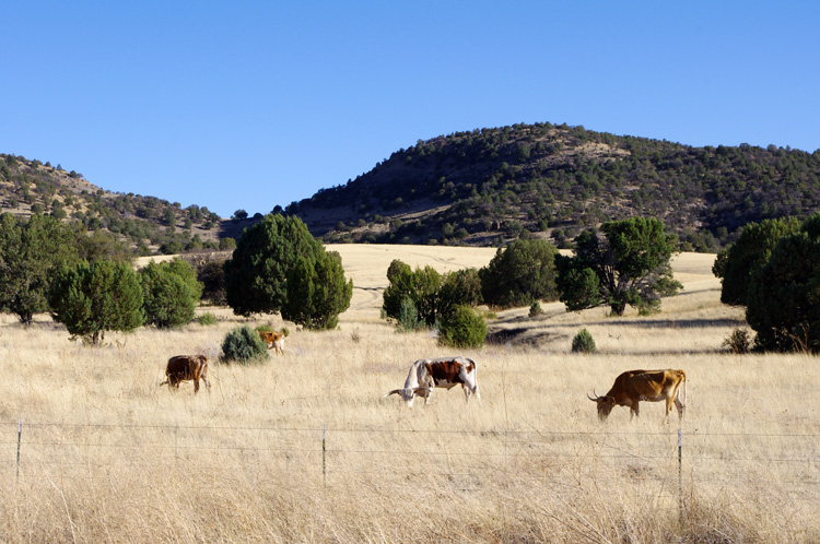 Longhorn cattle in southwestern New Mexico