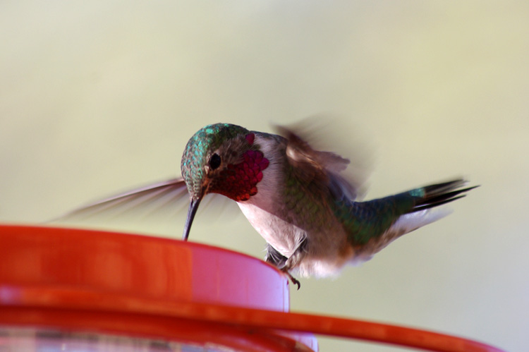 hummingbird on feeder in Taos, NM