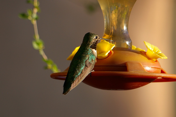 A black-chinned hummingbird in Taos, NM