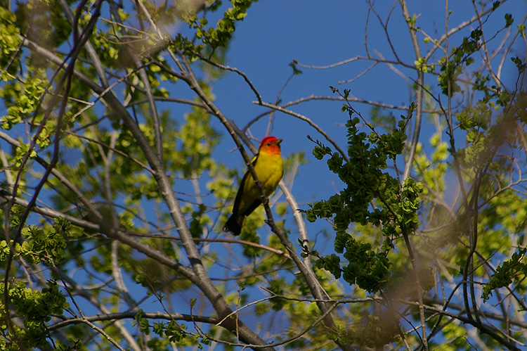 a beautiful western tanager in Taos, New Mexico