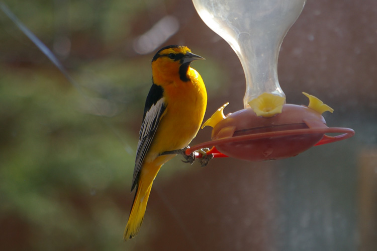 Bullock's Oriole in Taos, New Mexico