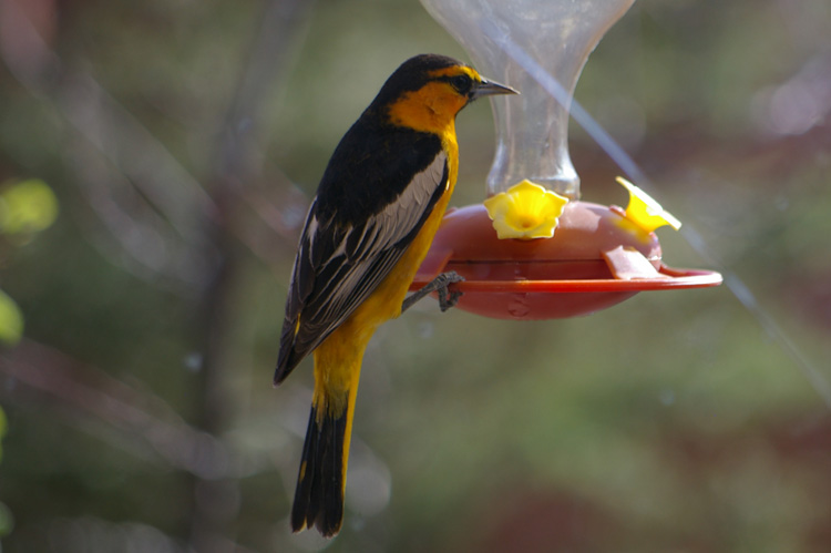 Bullock's Oriole in Taos, New Mexico