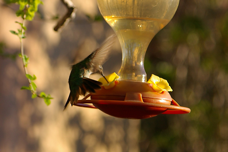 Hummingbird close-up from Taos, New Mexico