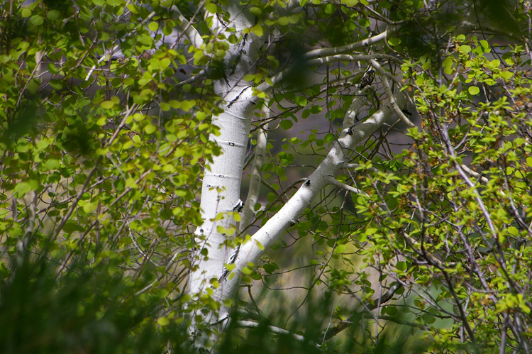 Aspen tree in Taos, New Mexico