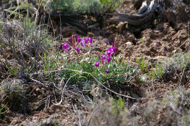 Magenta blossoms on the mesa near Taos