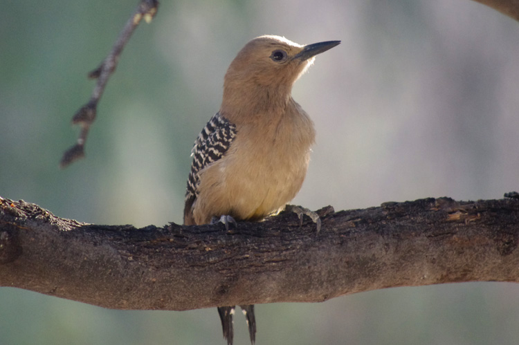 Unidentified noisy bird in Tucson, AZ