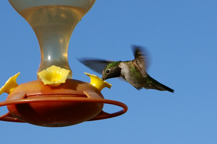 Black-chinned hummingbird (male)