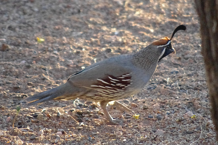 Gambel's quail in Tucson, Arizona