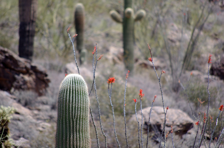 Sonoran desert scene near Tucson, AZ
