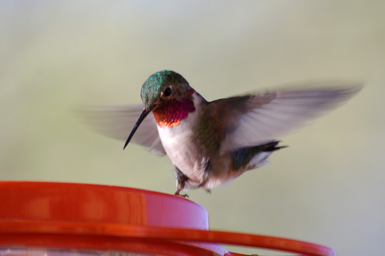dancing hummingbird on feeder in Taos, NM