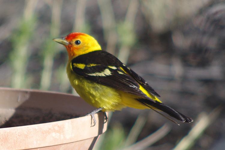 Western tanager in Taos, New Mexico