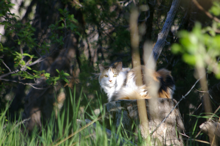 Callie the New Mexico Wonder Cat at rest on the other side of the acequia