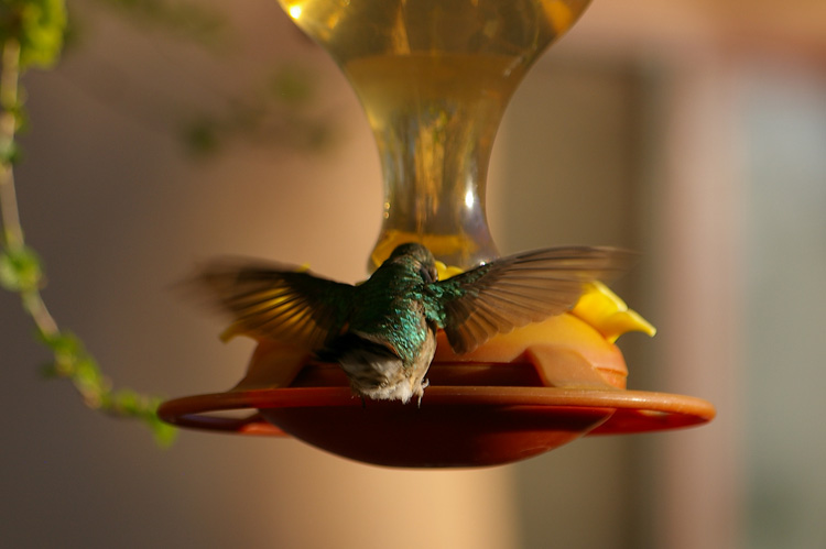 Hummingbird close-up from Taos, New Mexico