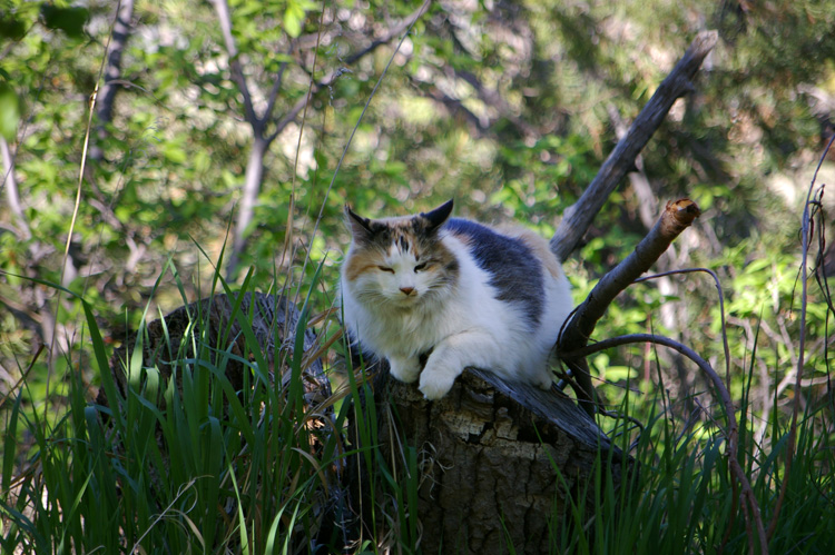 Callie the New Mexico Wonder Cat at rest on the other side of the acequia