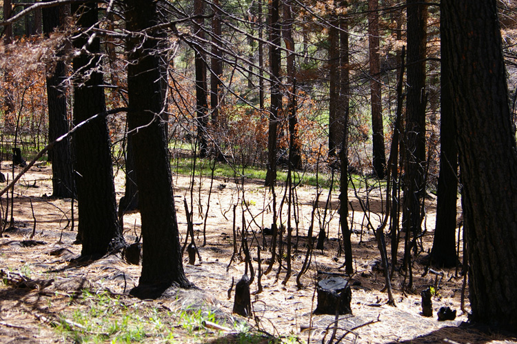 Patch of burned woods near Taos, New Mexico