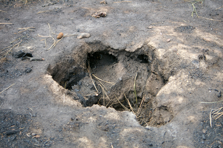 The whole left by burning roots after a fire near Taos, New Mexico