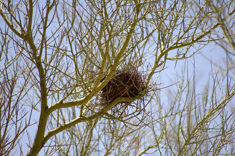 Palo verde tree in Tucson, AZ