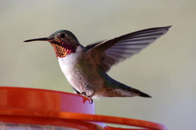 hummingbird on feeder in Taos, NM posing for picture