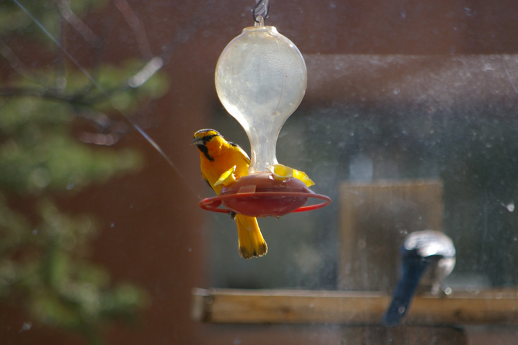 Bullock's Oriole in Taos, New Mexico