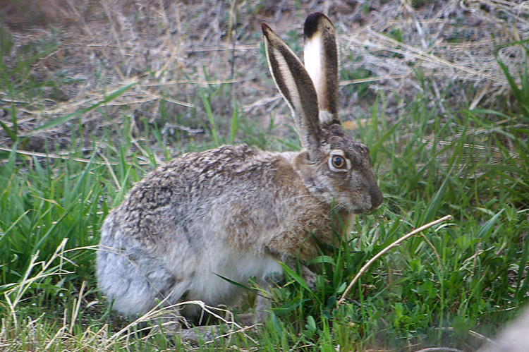 Jackrabbit outside the kitchen window in Taos, New Mexico