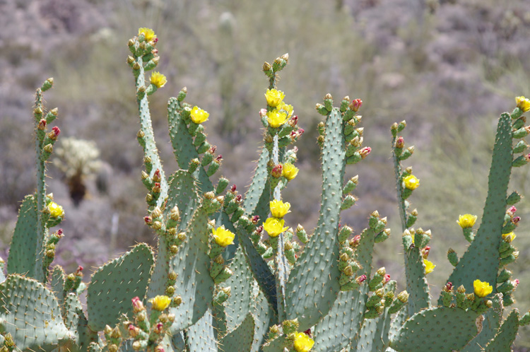 Blooming cactus near Tucson, AZ