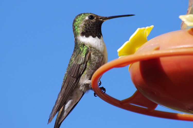 hummingbird on feeder in Taos, NM posing for picture