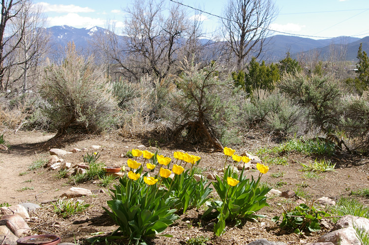 Tulips behind the house in Taos, NM, where spring has finally arrived