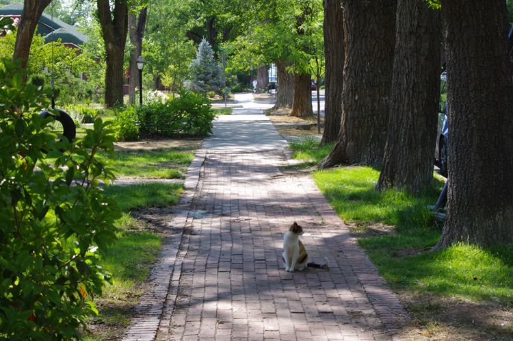 kitty in Spruce Park, ABQ