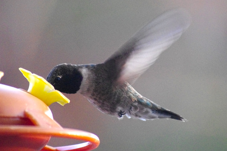 Hummingbird close-up from Taos, New Mexico