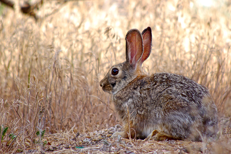 evening rabbit