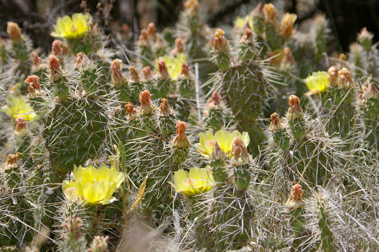 Cactus flowers in backyard, Taos, New Mexico