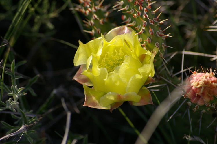 Post image for Cactus Flower
