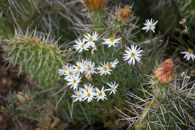 Flowers and cactus, courtesy of New Mexico