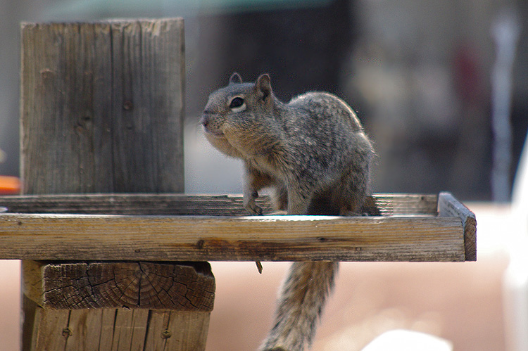 Bird seed thief!