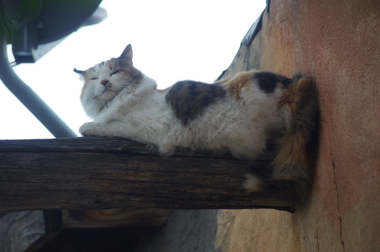 Cat on the viga in Taos