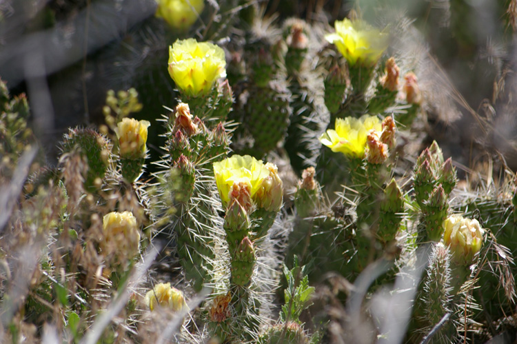 cactus flowers in backyard, Taos, New Mexico