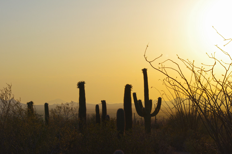 Saguaro National Park, Tucson