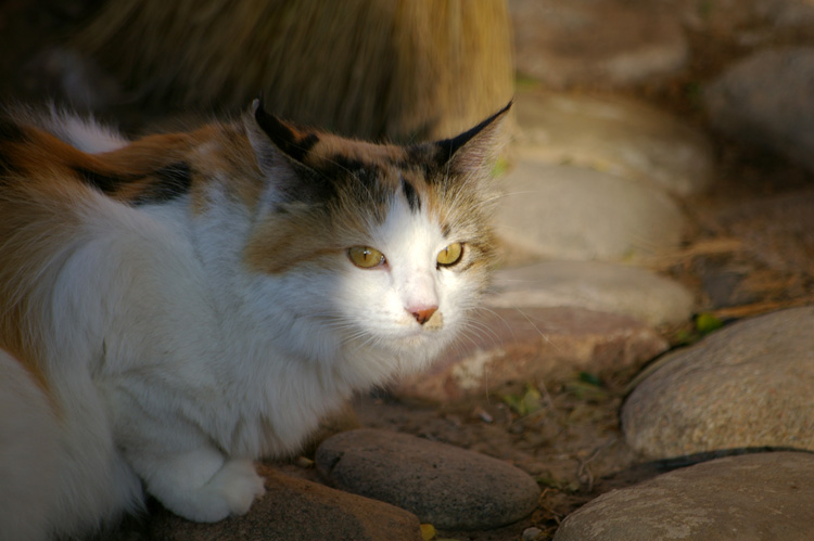 Post image for Another Kitty Close-up