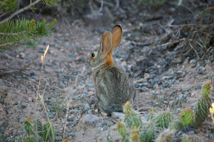 Post image for Young Jackrabbit